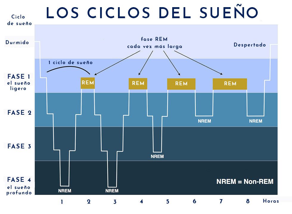 fases-del-sue-o-duracion-actualizado-septiembre-2024