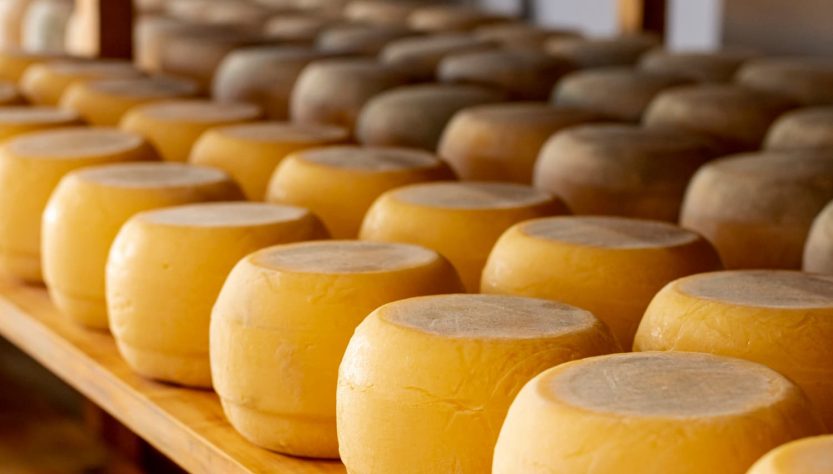 El papel clave de los distribuidores de lácteos en la cadena alimentaria enfoque en la distribución de quesos